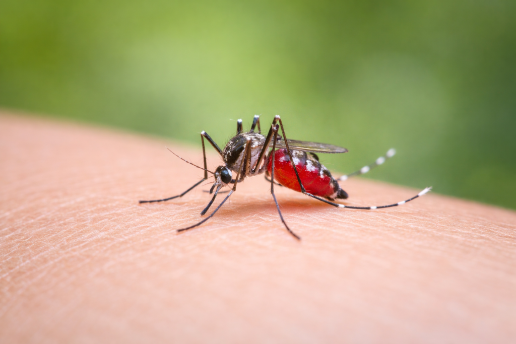 mosquito control